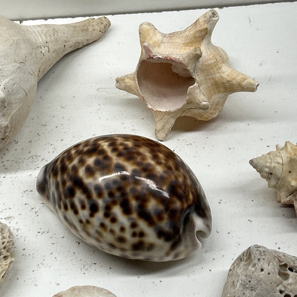 Mixed Seashell Collection Lot Conch Scallop Assorted Coastal‎ Decor - Picture 4 of 16